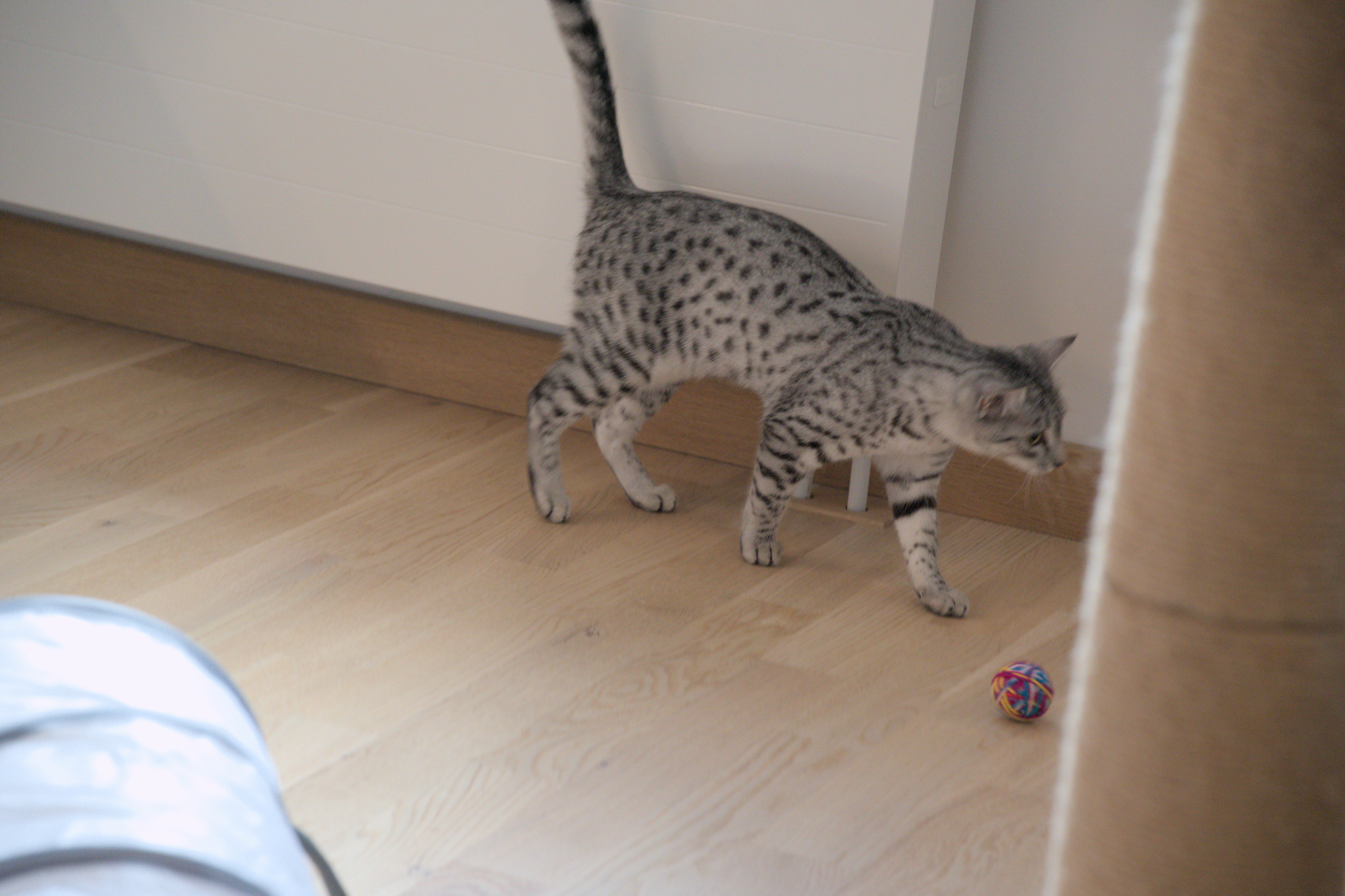 2025/10/12 - cats/DSC_0022.jpg